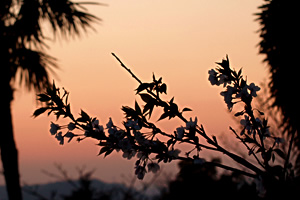 花散る夕べ