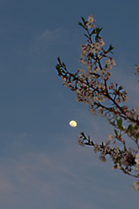 月と花