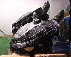 トモノリガメとタツノリガメ