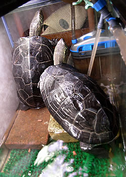 二匹のカメは雑談中