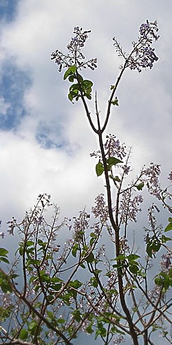 桐の花咲く