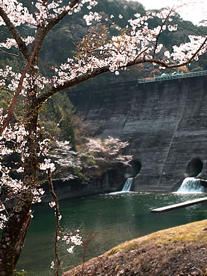 小匠ダムと桜