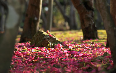 山茶花散る
