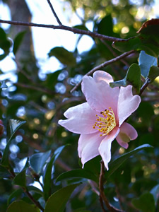 山茶花の花