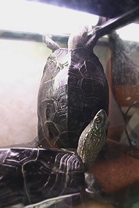 背伸びガメ