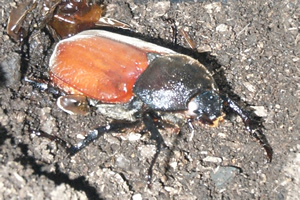 ホワイトアイのカブト虫
