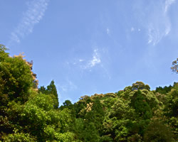 山の若葉