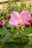 fuyou0407.jpg