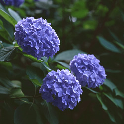 紫陽花