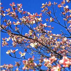 花水木